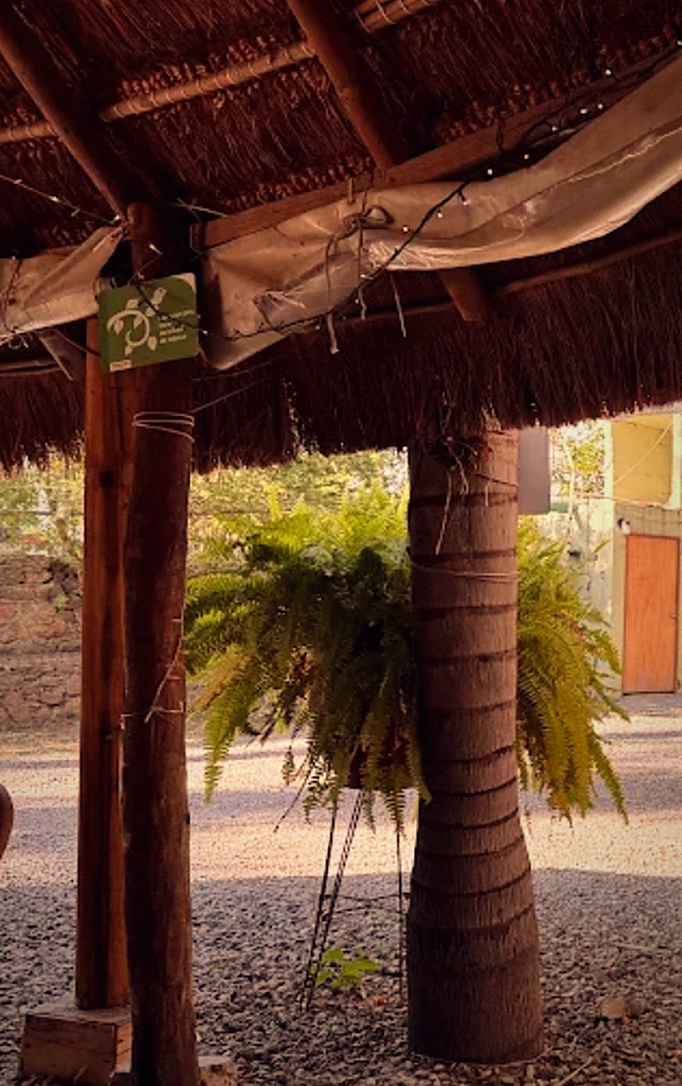 Columnas de palma y helechos colgados en el jardín de La Palapa Sensorial